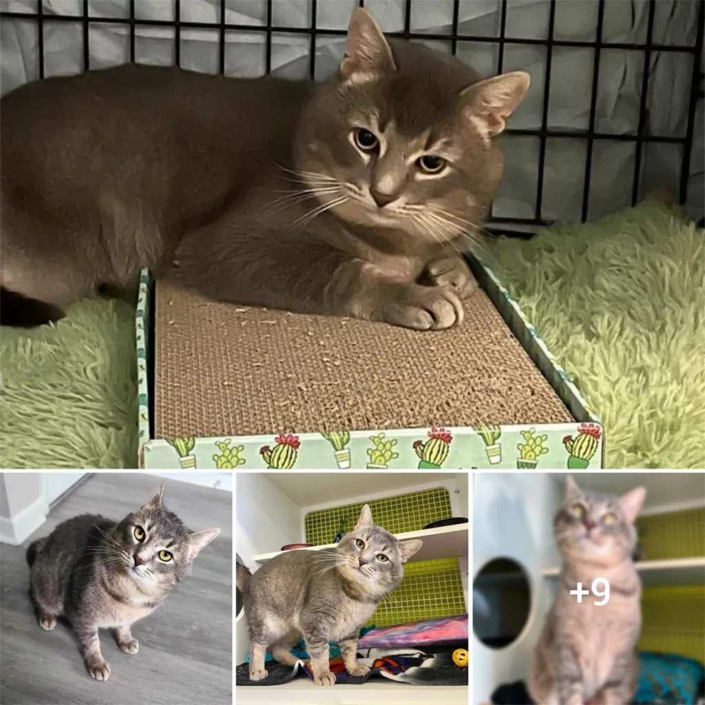 Cat Arrived at Shelter 4 Months Ago, Charms People with His Good Looks, Hoping His Lucky Day will Come Soon