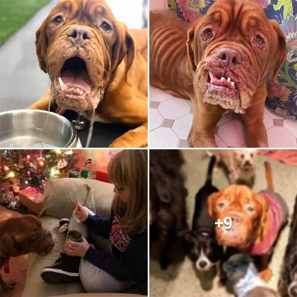 “Unconditional Love: A French Mastiff with Cancer Finds a Forever Home to Cherish Her Final Moments”