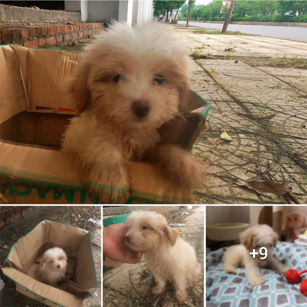“Be a Hero: Show Compassion to This Abandoned Pup Found in a Cardboard Box on the Streets”