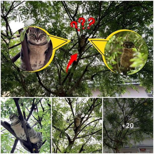 Uncovering the Uniqueness of the “Owl” Cat Species: Its Dharma Name “Thich Pate” and Spellbinding Beauty